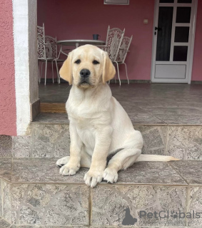 Additional photos: Labrador retriever puppies