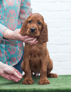 Photo №4. I will sell irish setter in the city of Москва. from nursery - price - 646$