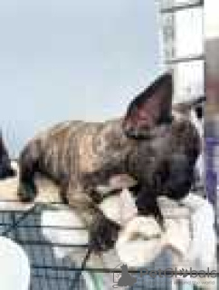 Photo №1. french bulldog - for sale in the city of Fort Myers | 500$ | Announcement № 128201