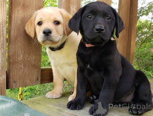 Photo №1. labrador retriever - for sale in the city of Prague | negotiated | Announcement № 178348