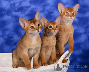 Photo №1. abyssinian cat - for sale in the city of Hamburg | 250$ | Announcement № 155336