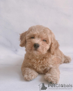 Photo №1. poodle (toy) - for sale in the city of Los Angeles | 250$ | Announcement № 124476