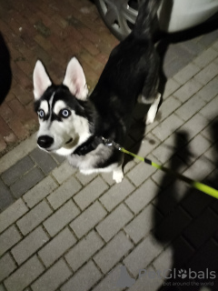 Photo №1. siberian husky - for sale in the city of Warsaw | negotiated | Announcement № 41274