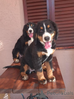 Photo №2 to announcement № 73039 for the sale of bernese mountain dog - buy in Serbia breeder