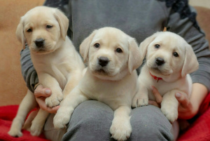 Additional photos: HIGH BREED PUPPIES OF LABRADOR-RETRIVER FROM CHAMPIONS