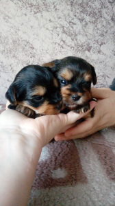 Photo №1. yorkshire terrier - for sale in the city of Novosibirsk | 234$ | Announcement № 4174