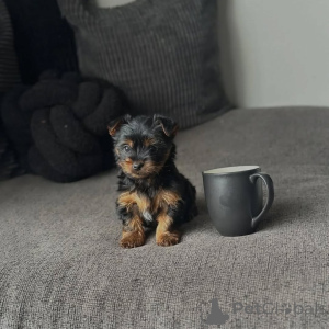 Photo №4. I will sell yorkshire terrier in the city of Blacks. breeder - price - 258$