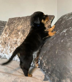 Photo №4. I will sell rottweiler in the city of Aalen. private announcement - price - Is free