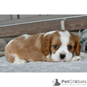 Photo №3. Cavalier King Charles Spaniel available. United States