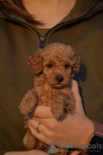 Photo №4. I will sell poodle (toy) in the city of Mladenovac. breeder - price - negotiated