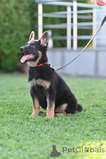 Photo №1. german shepherd - for sale in the city of Belgrade | negotiated | Announcement № 144650