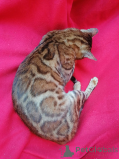 Photo №3. Aigul Hismatullina. Russian Federation