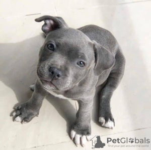 Photo №1. blue lacy - for sale in the city of Berlin | Is free | Announcement № 126769