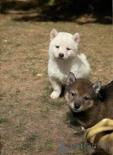 Photo №3. Shiba Inu puppies for sale. Netherlands