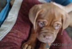 Photo №1. dogue de bordeaux - for sale in the city of Berlin | Is free | Announcement № 126929