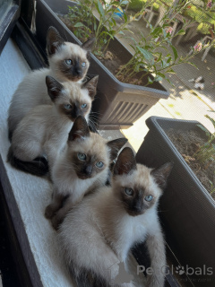 Photo №1. siamese cat - for sale in the city of Munich | negotiated | Announcement № 178144