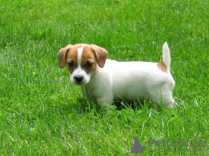 Photo №1. jack russell terrier - for sale in the city of Fresno | Is free | Announcement № 124108