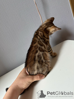 Additional photos: Gorgeous bengal kittens