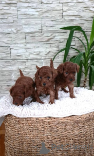 Additional photos: Toy red poodle puppies for sale