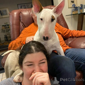 Photo №2 to announcement № 175007 for the sale of bull terrier - buy in Austria 