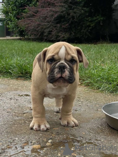 Photo №3. English bulldog. Serbia