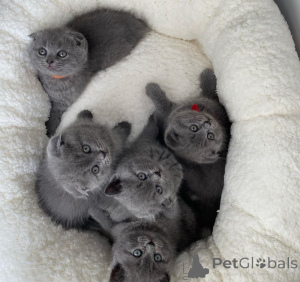 Photo №1. scottish fold - for sale in the city of Bologna | negotiated | Announcement № 173031