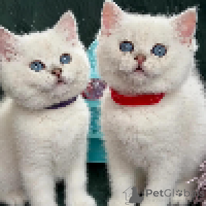 Photo №2 to announcement № 168587 for the sale of british shorthair - buy in Luxembourg private announcement