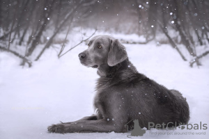 Photo №1. weimaraner - for sale in the city of Москва | 1100$ | Announcement № 61138