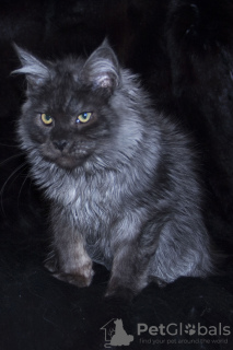 Photo №2 to announcement № 9115 for the sale of maine coon - buy in Russian Federation from nursery