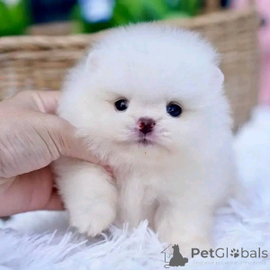 Photo №3. Home Raised Pomeranian Puppies for rehoming and Adoption, Veterinarian. Spain