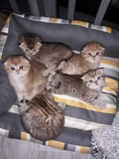 Photo №2 to announcement № 2636 for the sale of scottish fold - buy in Russian Federation private announcement, breeder