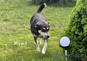 Photo №3. Guard dogs are urgently looking for a home. Belarus