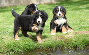 Photo №2 to announcement № 158690 for the sale of bernese mountain dog - buy in Finland private announcement