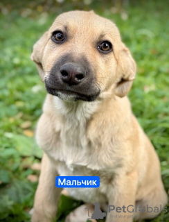 Photo №3. Wonderful puppies in good hands.. Russian Federation