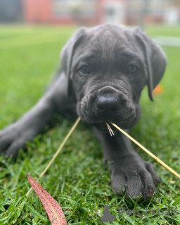 Additional photos: cane corso