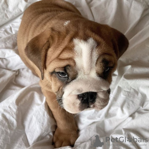 Photo №3. 2 Healthy English bulldog puppies for sale. Germany