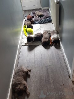 Photo №2 to announcement № 167482 for the sale of caucasian shepherd dog - buy in Denmark private announcement, breeder