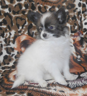Photo №2 to announcement № 4371 for the sale of papillon dog - buy in Russian Federation from nursery
