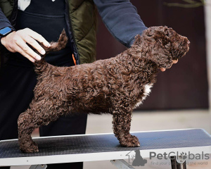 Photo №2 to announcement № 86358 for the sale of spanish water dog - buy in Serbia breeder