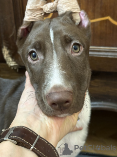 Photo №4. I will sell peruvian hairless dog in the city of Kiev. from nursery - price - 282$