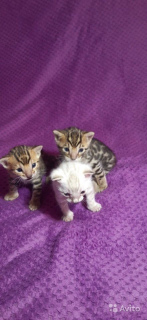 Photo №3. Bengal kittens. Russian Federation