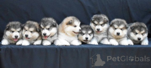 Photo №2 to announcement № 173140 for the sale of alaskan malamute - buy in Serbia 