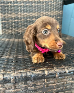 Photo №4. *Dachshund Puppies Playful and Loyal Companions * Dachshund puppies are known in United States. Announcement № 149296