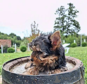 Additional photos: Yorkshire Terrier puppies