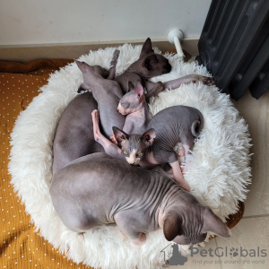 Photo №1. sphynx cat - for sale in the city of Helsinki | negotiated | Announcement № 100333