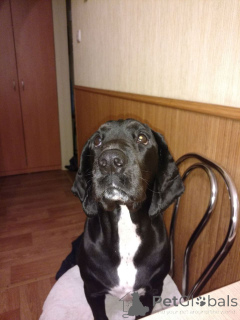 Photo №2 to announcement № 152369 for the sale of  - buy in Germany private announcement