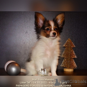 Photo №1. papillon dog - for sale in the city of Москва | Is free | Announcement № 31530