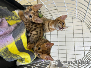 Photo №4. I will sell bengal cat in the city of Амстердам. private announcement - price - Is free