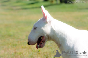 Photo №2 to announcement № 10548 for the sale of bull terrier - buy in Belarus from nursery, breeder