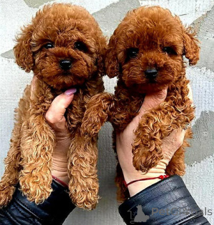 Photo №1. poodle (toy) - for sale in the city of Athens | negotiated | Announcement № 158331